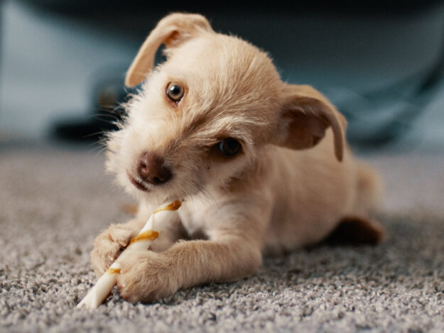 cute_puppy_on_carpet_content